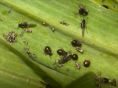 Brachycaudus tragopogonis