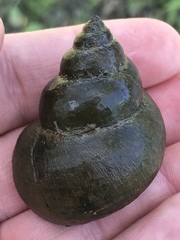 Heterogen japonica
