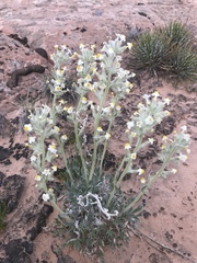 Oreocarya flavoculata