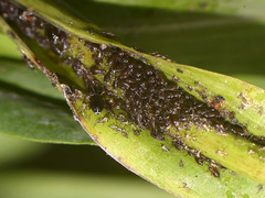 Brachycaudus tragopogonis