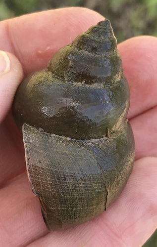 Japanese Mystery Snail