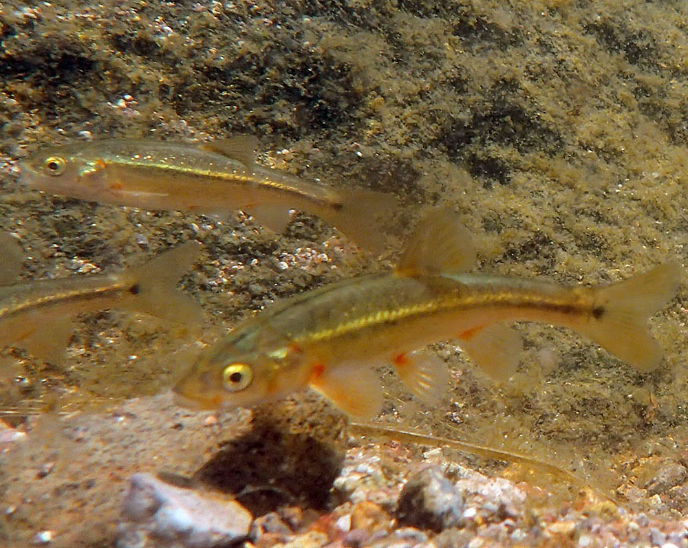 Sonora chub (Gila ditaenia) — Cyprinidae