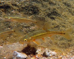 Sonora Chub photo 5