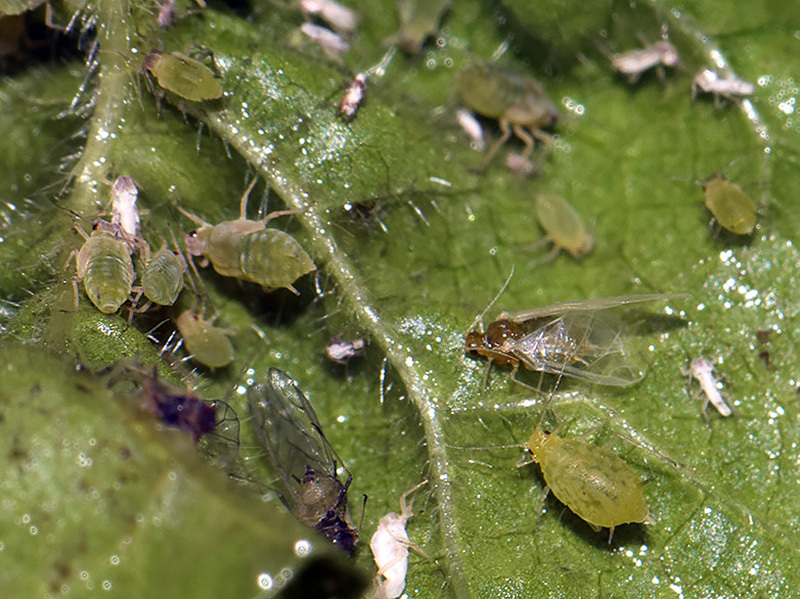 Umbrella Aphid