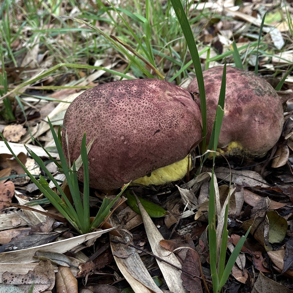 Butyriboletus loyo · April 2024 · photo: © cristianriquelme (iNaturalist, cc-by)