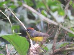 Myioborus brunniceps