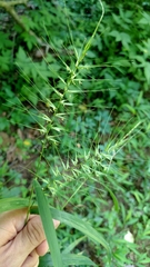 Elymus hystrix hystrix