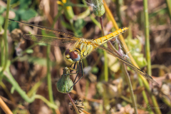 Sympetrum fonscolombii