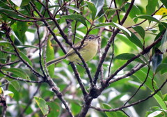 Phylloscartes ventralis