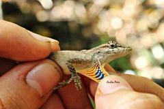 Anolis wellbornae