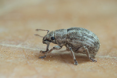 Strophosoma capitatum