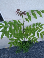 Magnoliopsida