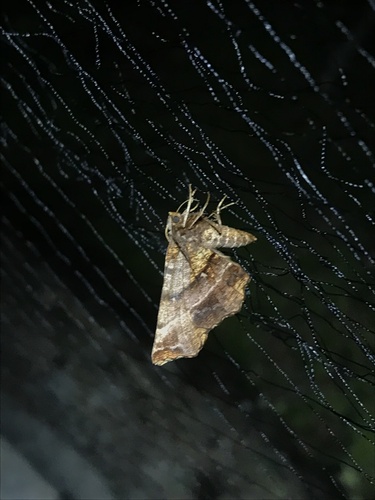 Brown-tipped Thorn photo 3