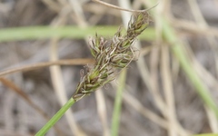 Carex subbracteata