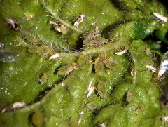Aphis umbrella