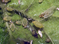 Aphis umbrella