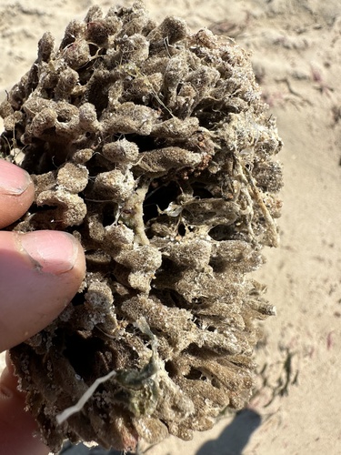 Clathria prolifera