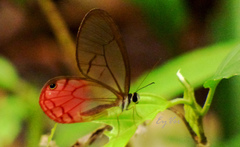 Cithaerias cliftoni