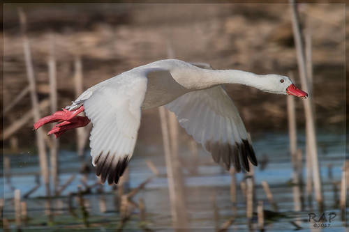 Coscoroba Swan (Coscoroba coscoroba)