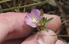Clarkia davyi