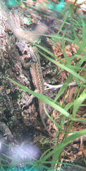 Sceloporus tristichus