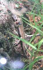 Sceloporus tristichus