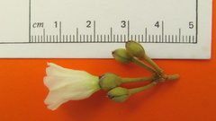 Bonamia agrostopolis