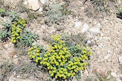 Euphorbia glareosa