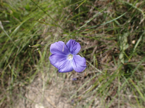 Flax (Linum narbonense)