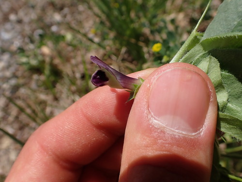 Image of Vicia johannis by (c) Franck Cabot, some rights reserved (CC BY)