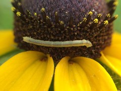 Chlorochlamys chloroleucaria