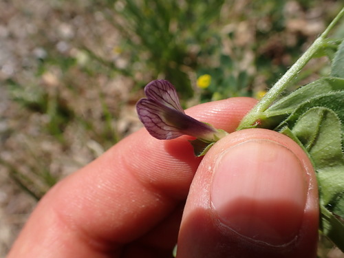 Image of Vicia johannis by (c) Franck Cabot, some rights reserved (CC BY)