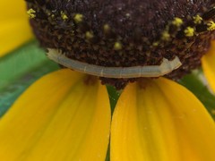 Chlorochlamys chloroleucaria