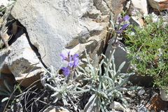 Salvia canescens