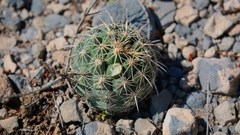 Coryphantha salinensis
