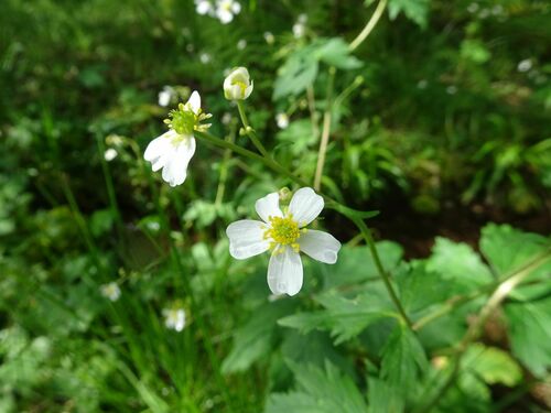 Image of Ranunculus aconitifolius by (c) Thomas Koffel, some rights reserved (CC BY)