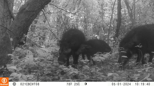 Giant Forest Hog
