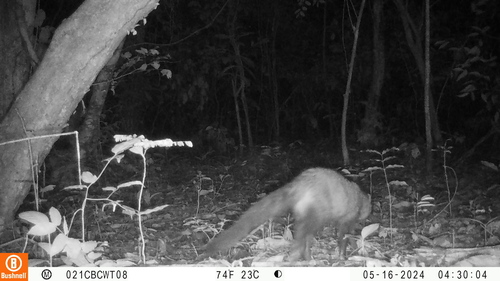 White-tailed Mongoose