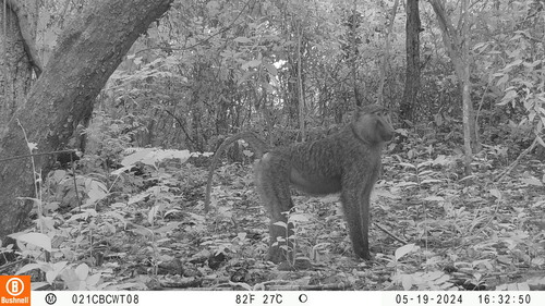 Olive Baboon