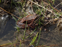 Rana macrocnemis