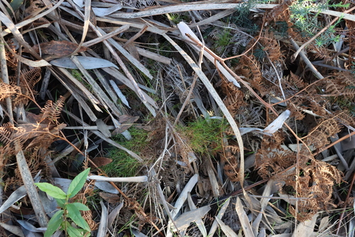 Image of Ficinia ramosissima by (c) Tony Rebelo, some rights reserved (CC BY-SA)