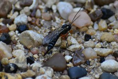 Itoplectis