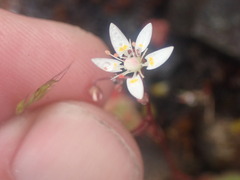Saxifraga ferruginea (Saxifraga ferruginea)