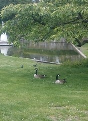 Branta canadensis