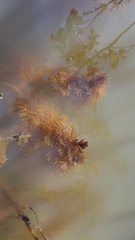 Proserpinaca pectinata