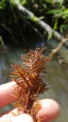 Proserpinaca pectinata