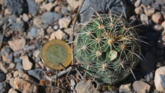 Coryphantha salinensis
