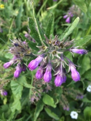 Symphytum officinale