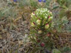 Castilleja exserta latifolia