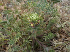 Castilleja exserta latifolia
